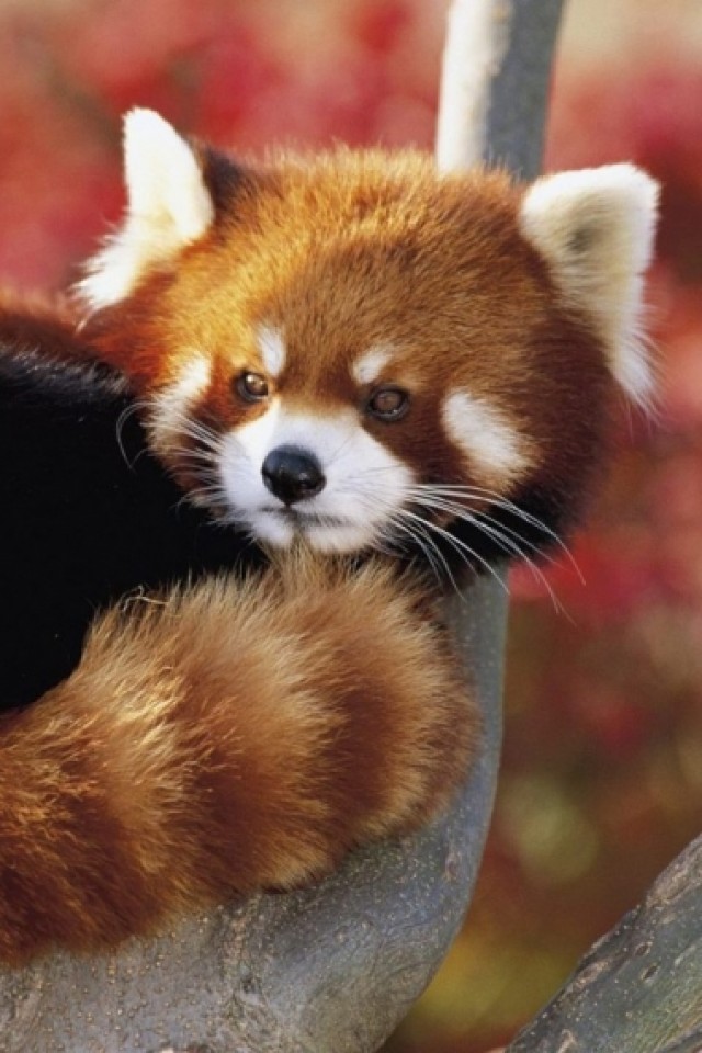 Red Panda iPhone Wallpaper