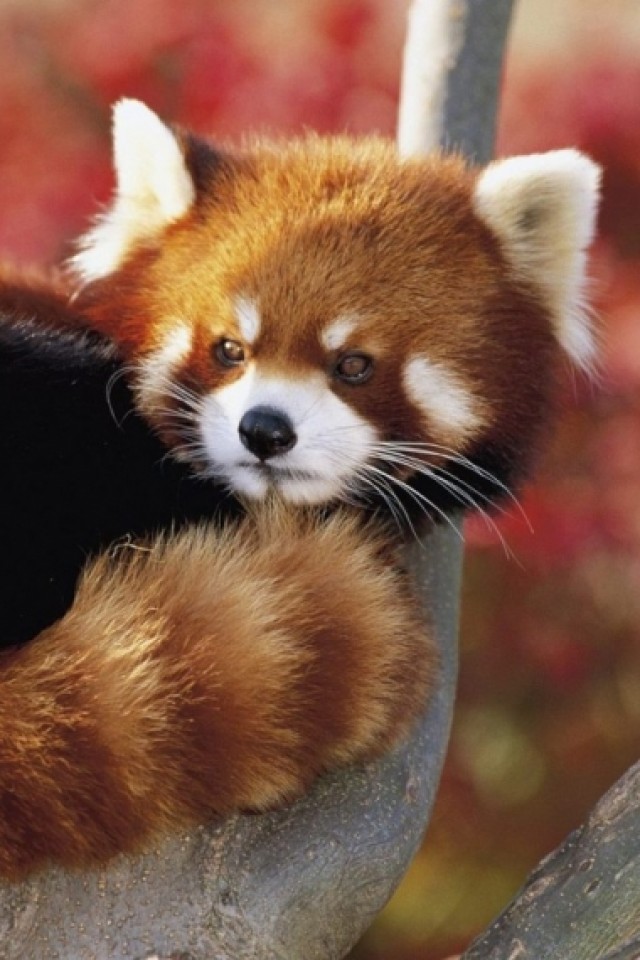 Red Panda Iphone Wallpaper