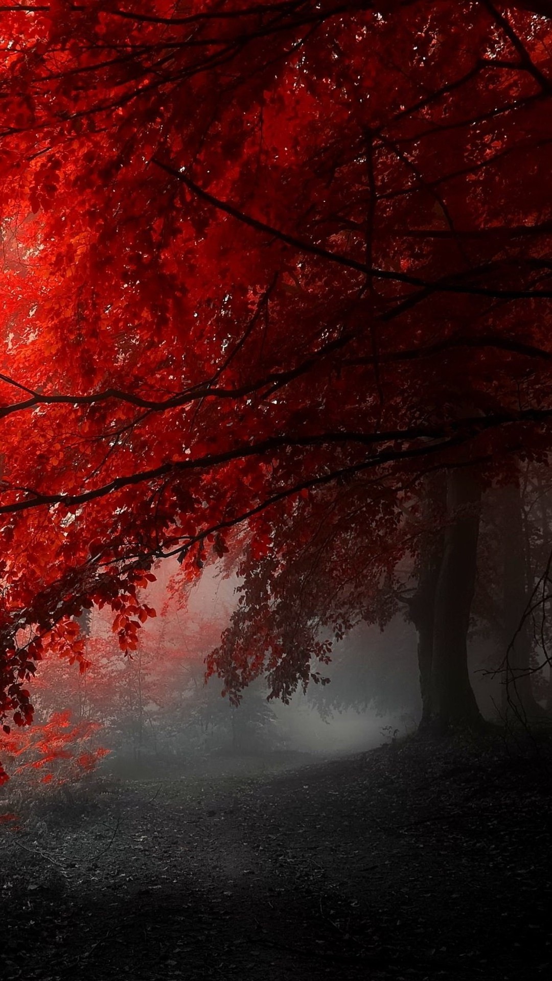 Foggy Red Tree Wallpaper