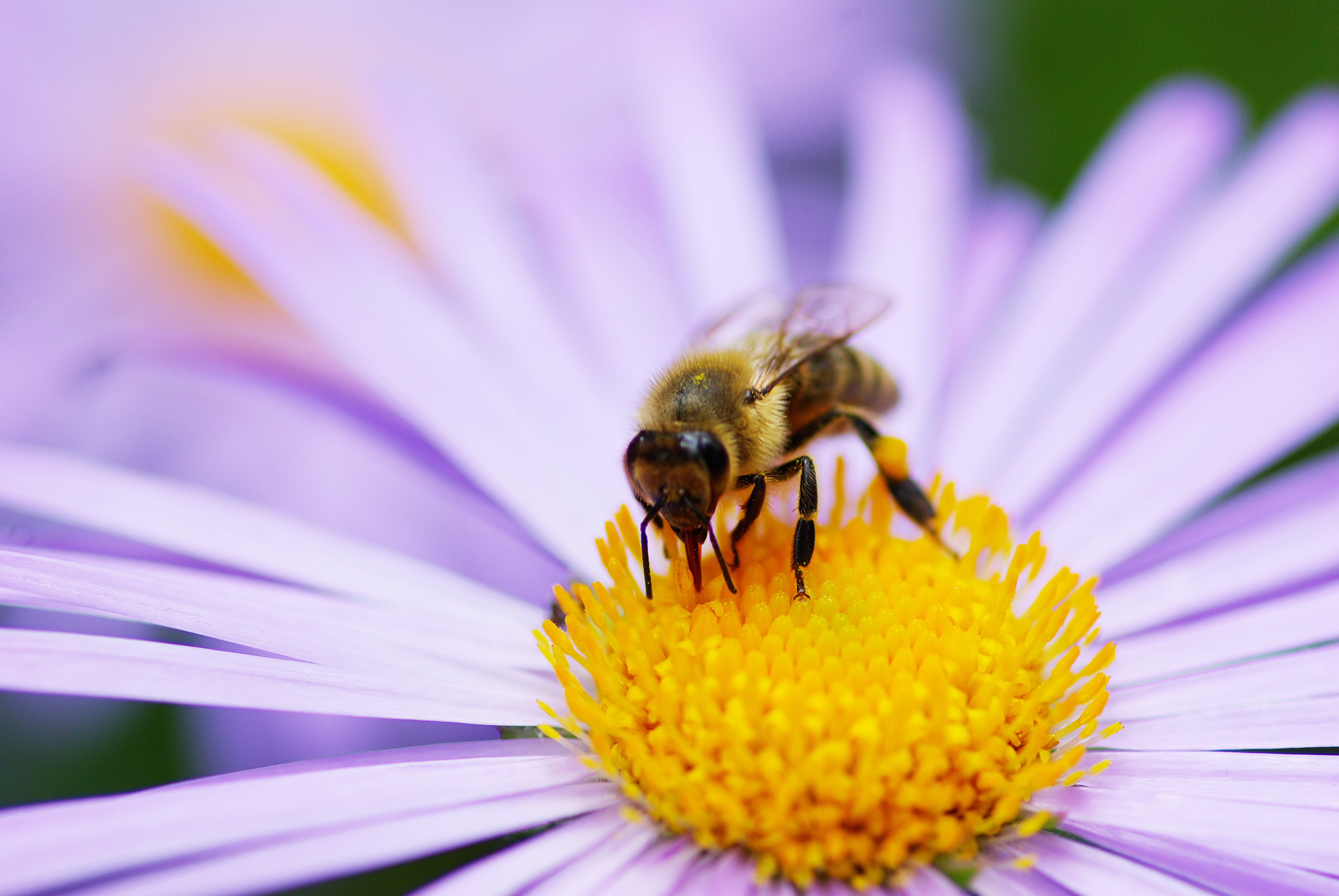 Bee Insect Bees Flower Flowers Wallpaper HD