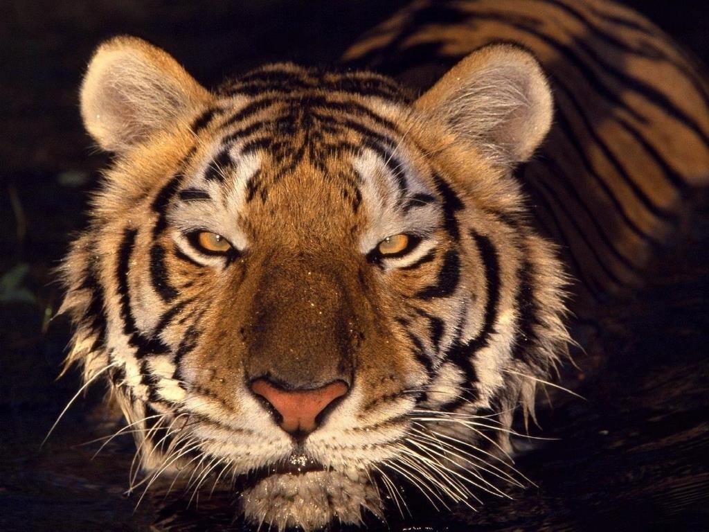 yeux du tigre animaux sauvagesfonds dcran animaux gratuits
