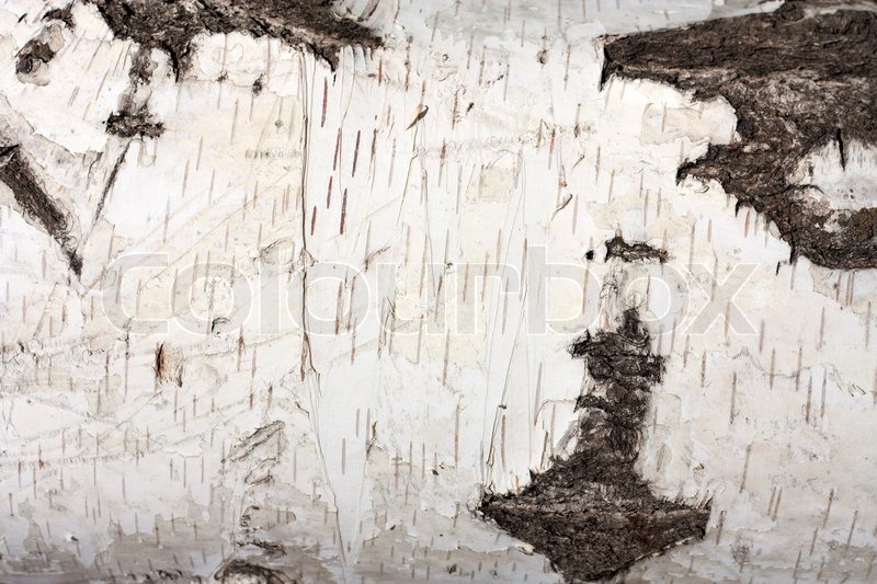 Birch Bark Wallpaper Of Background