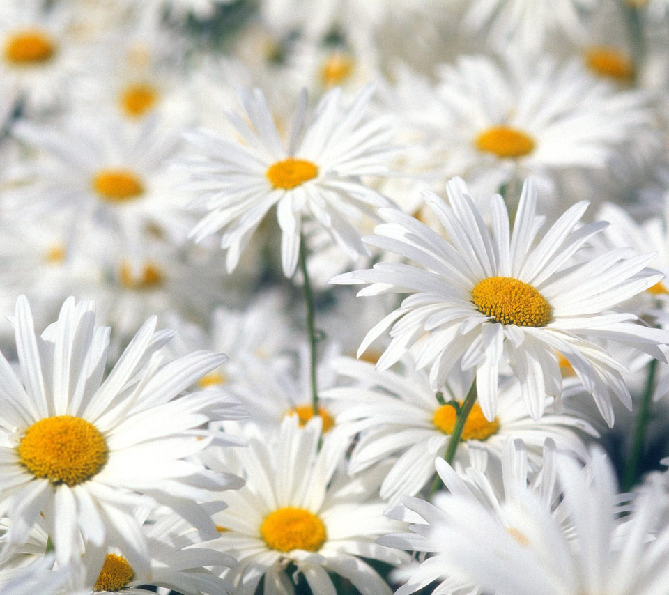 flowers for flower lovers Daisy flowers desktop wallpapers