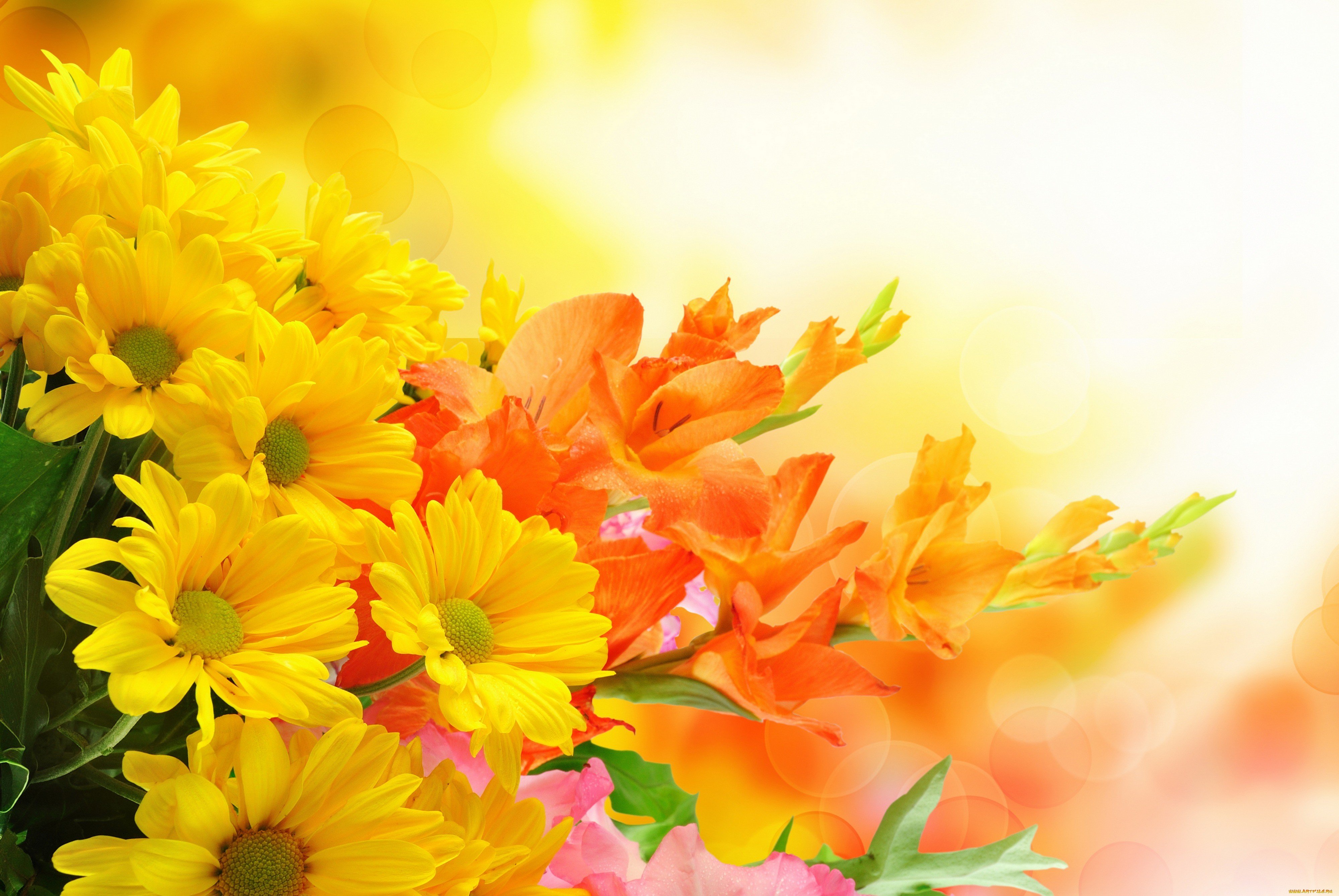 Yellow and Orange Flowers 4k Ultra HD Wallpaper Background Image