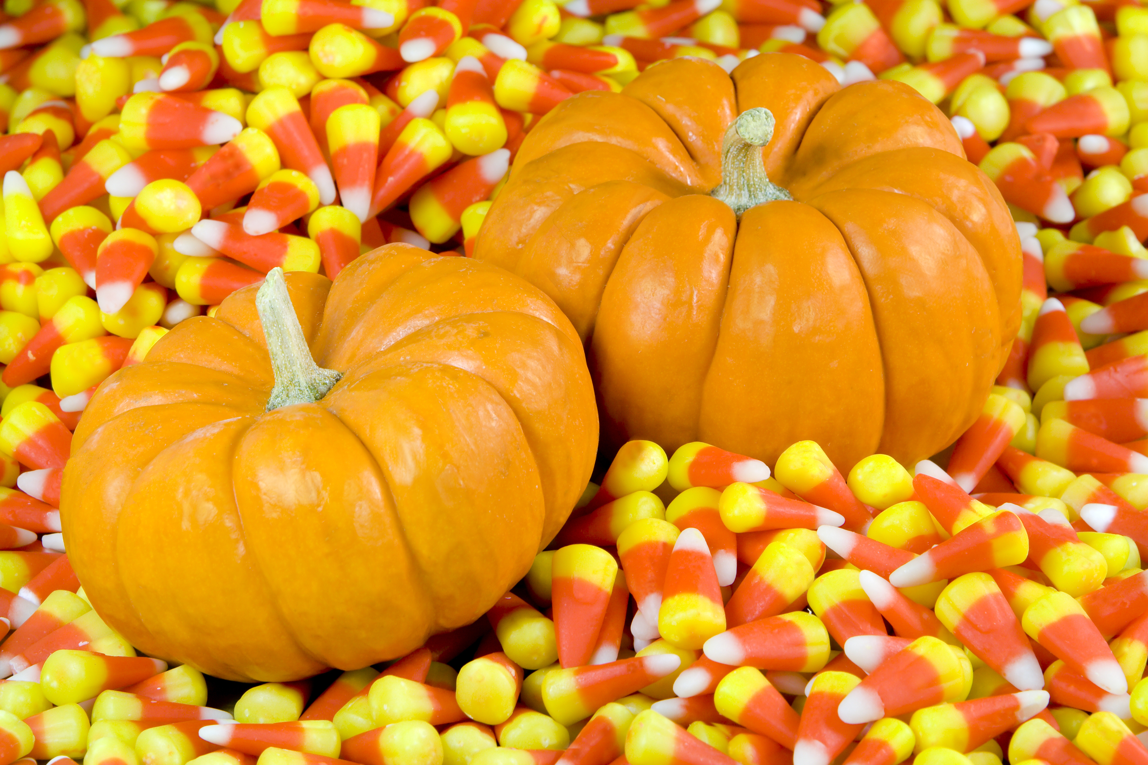 Colorful Pumpkins Wallpaper  iPhone Android  Desktop Backgrounds