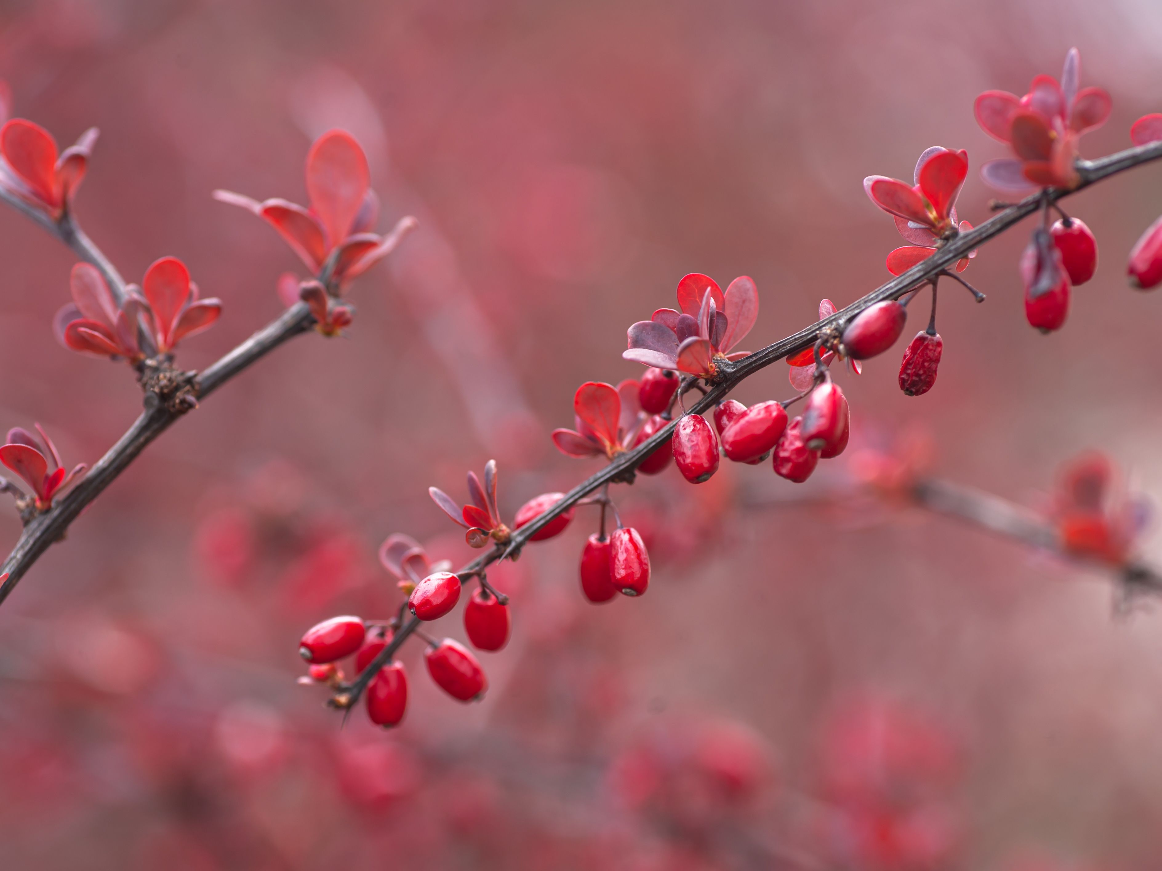How to Grow and Care for Japanese Barberry
