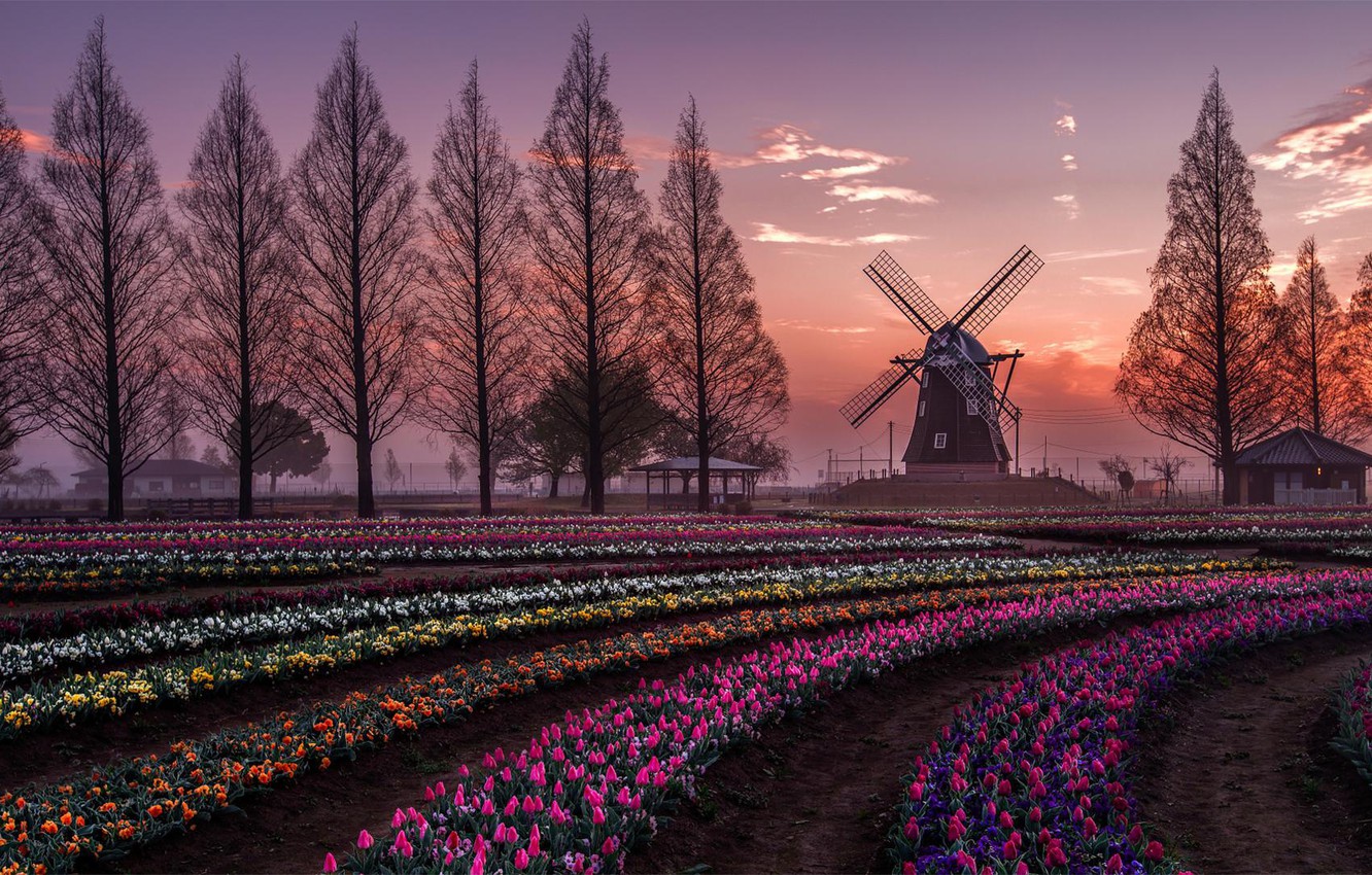 Wallpaper Holland Nature Flowers Scenic Beauty Windmill Farm
