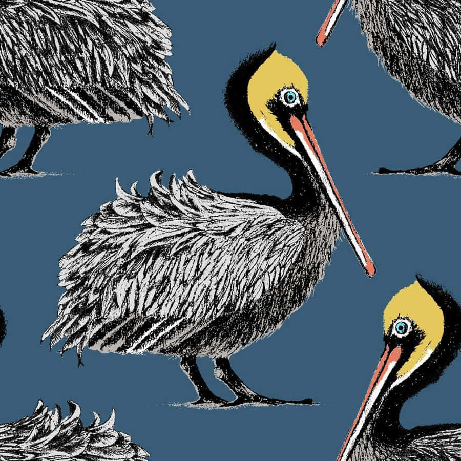 Pelicans Picture Wallpaper