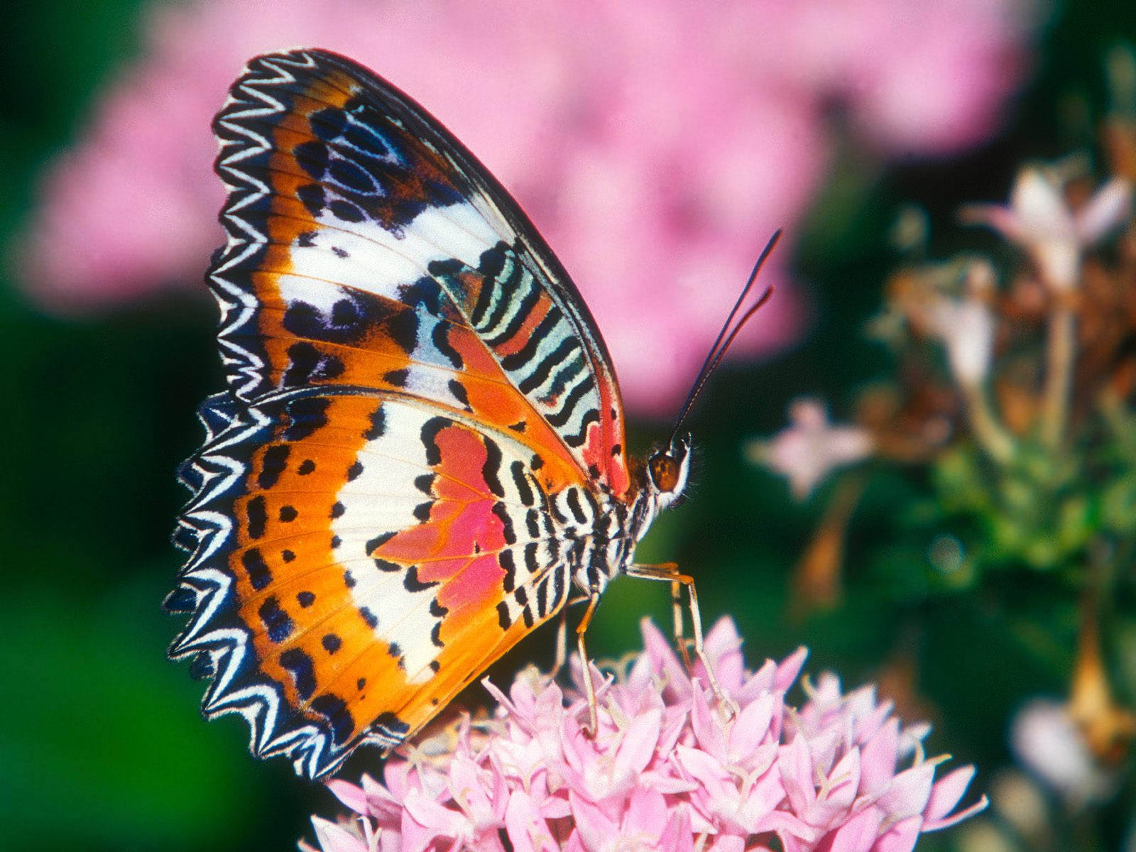 Best Top Desktop Butterflies Wallpaper HD Butterfly Jpg