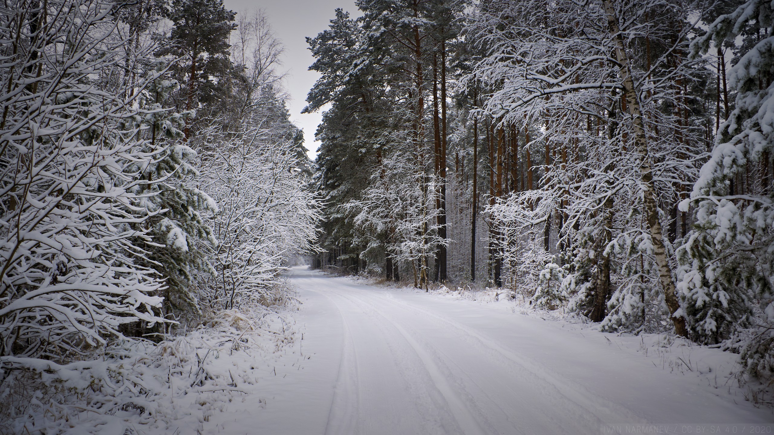 Snowy Forest Path At Winter HD Wallpaper