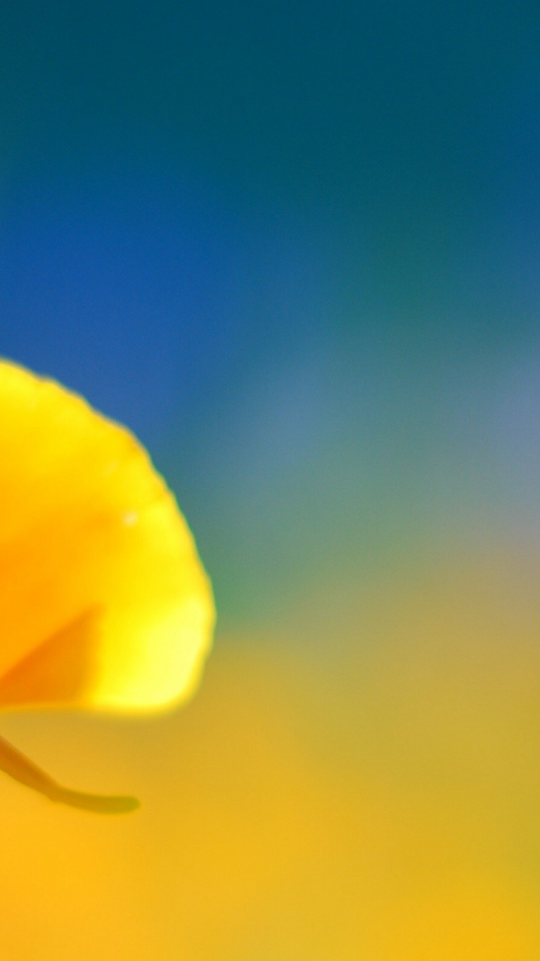 Yellow Flower Desktop Pc And Mac Wallpaper