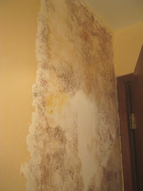 49+] What Causes Mold Behind Wallpaper