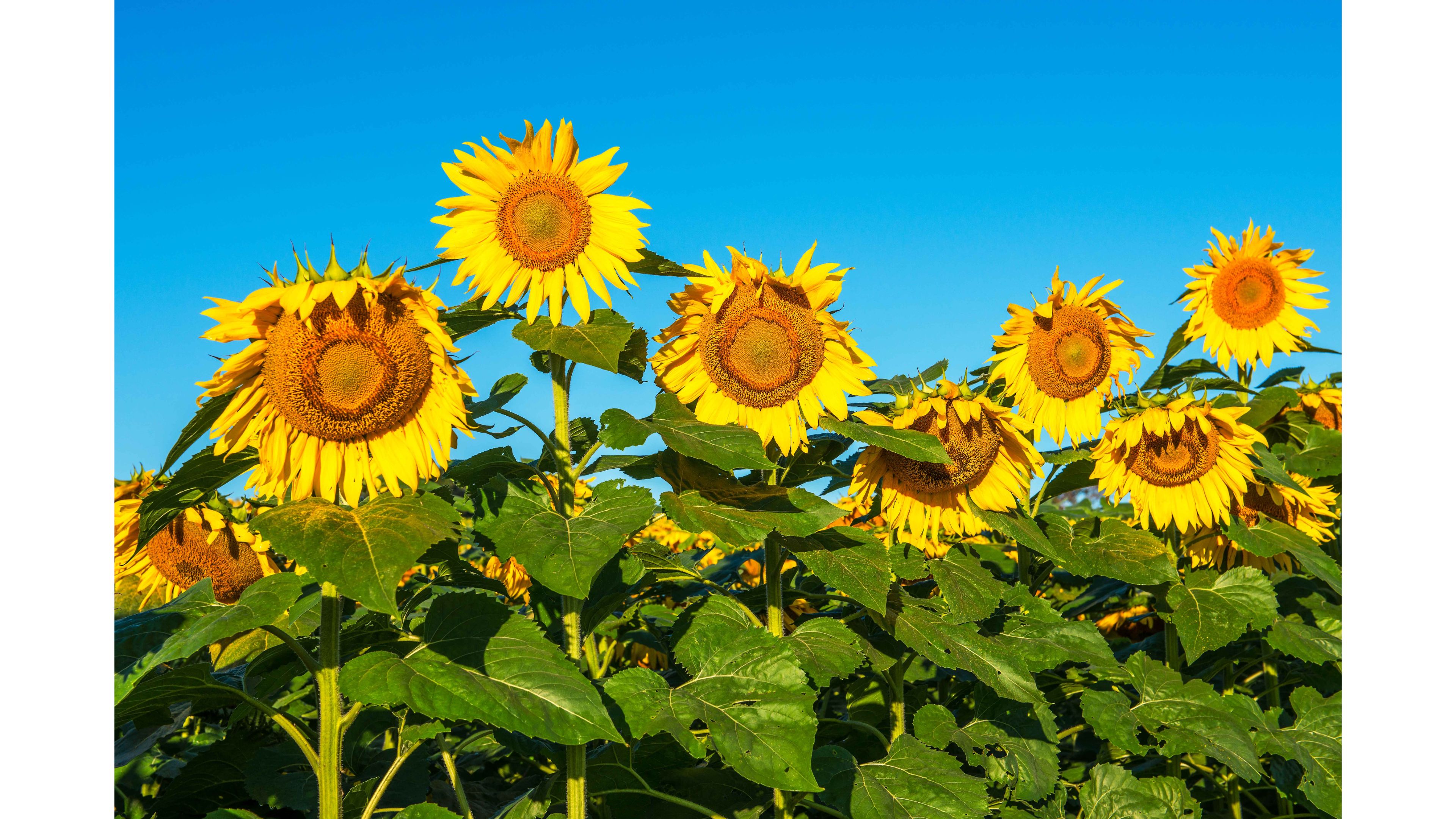 Best 2016 Sunflower 4K Wallpapers 4K Wallpaper 3840x2160