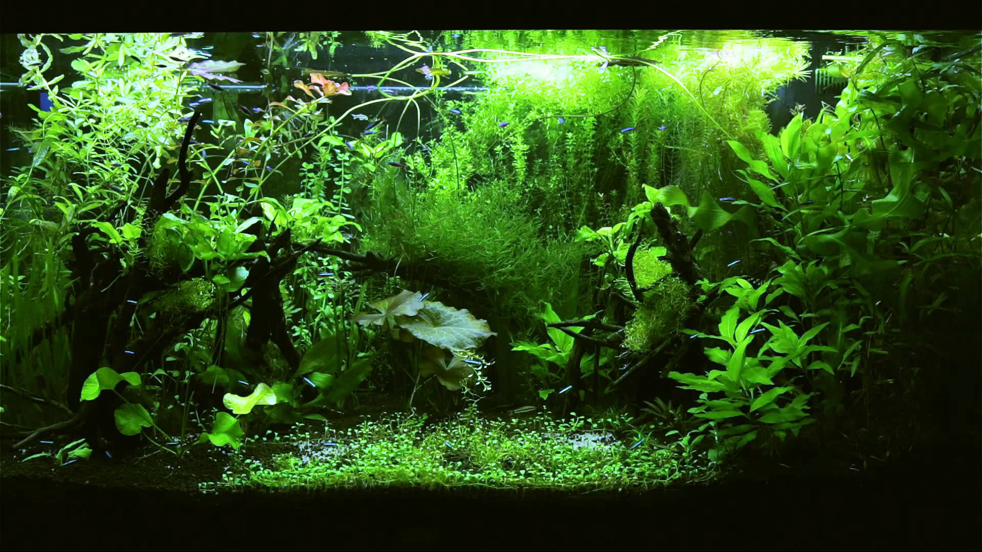 HD Tv Aquarium Tetra Jungle 1080p