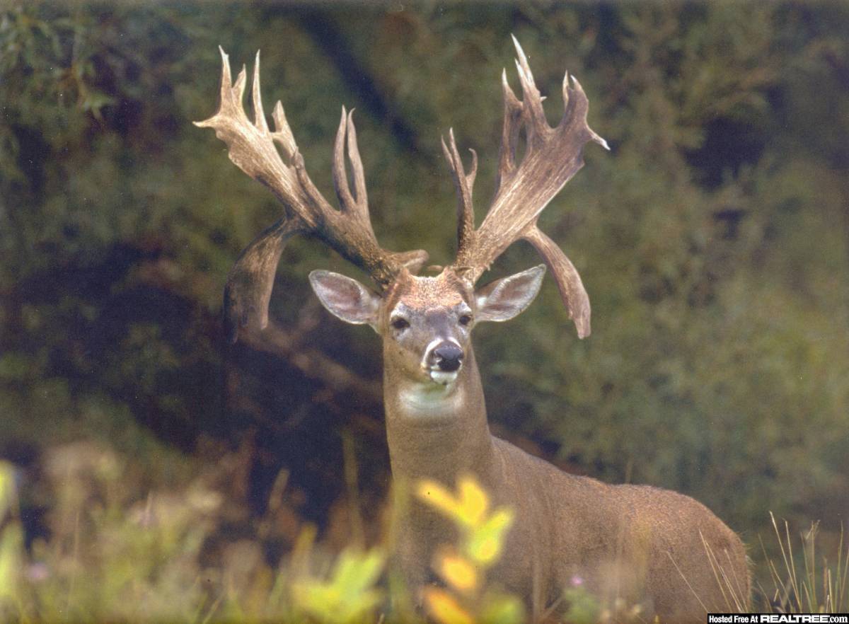 Monster Whitetail Deer Buck Wallpaper