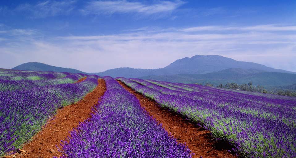 Tasmania Lavender Field In Australia Sime