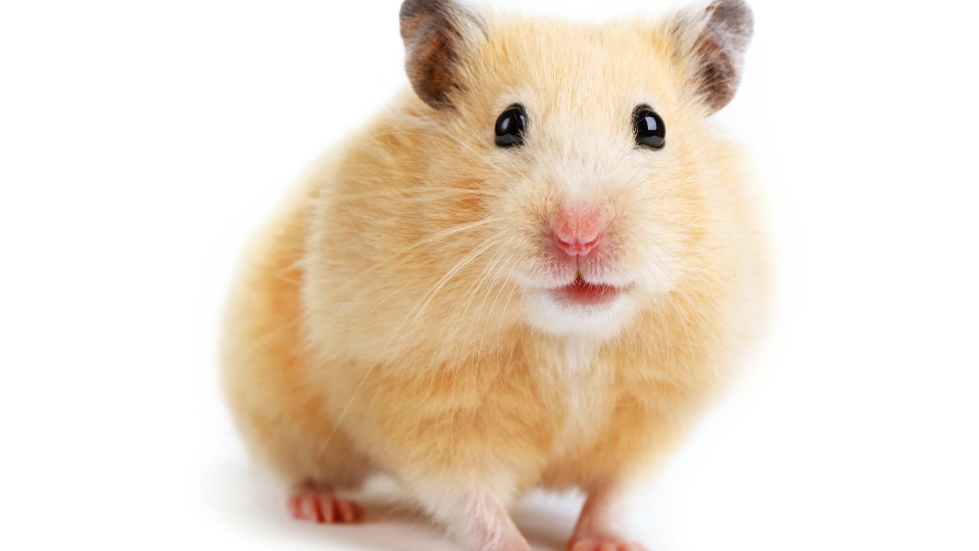 Desktop 1080p Hamster Wallpaper Image