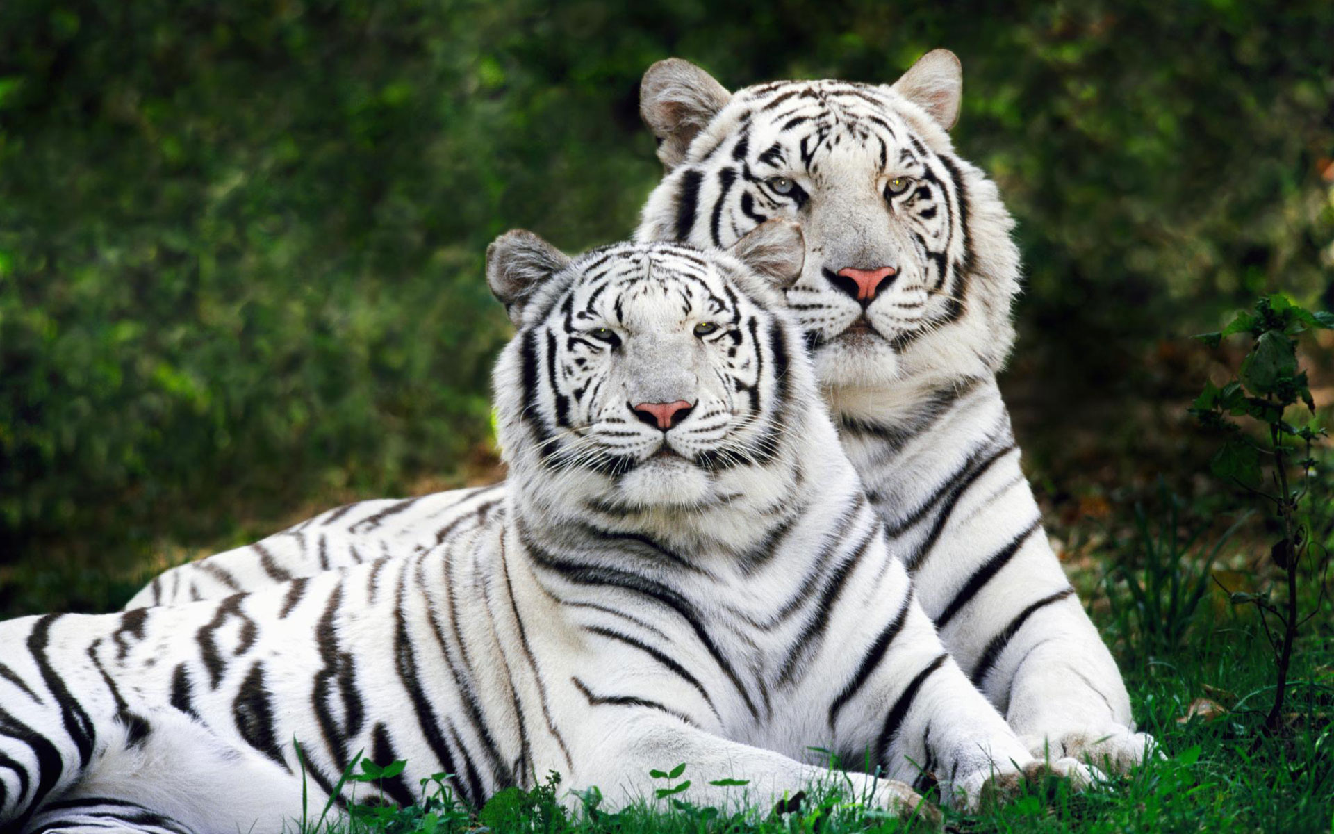 White Bengal Tigers Widescreen Wallpaper HD