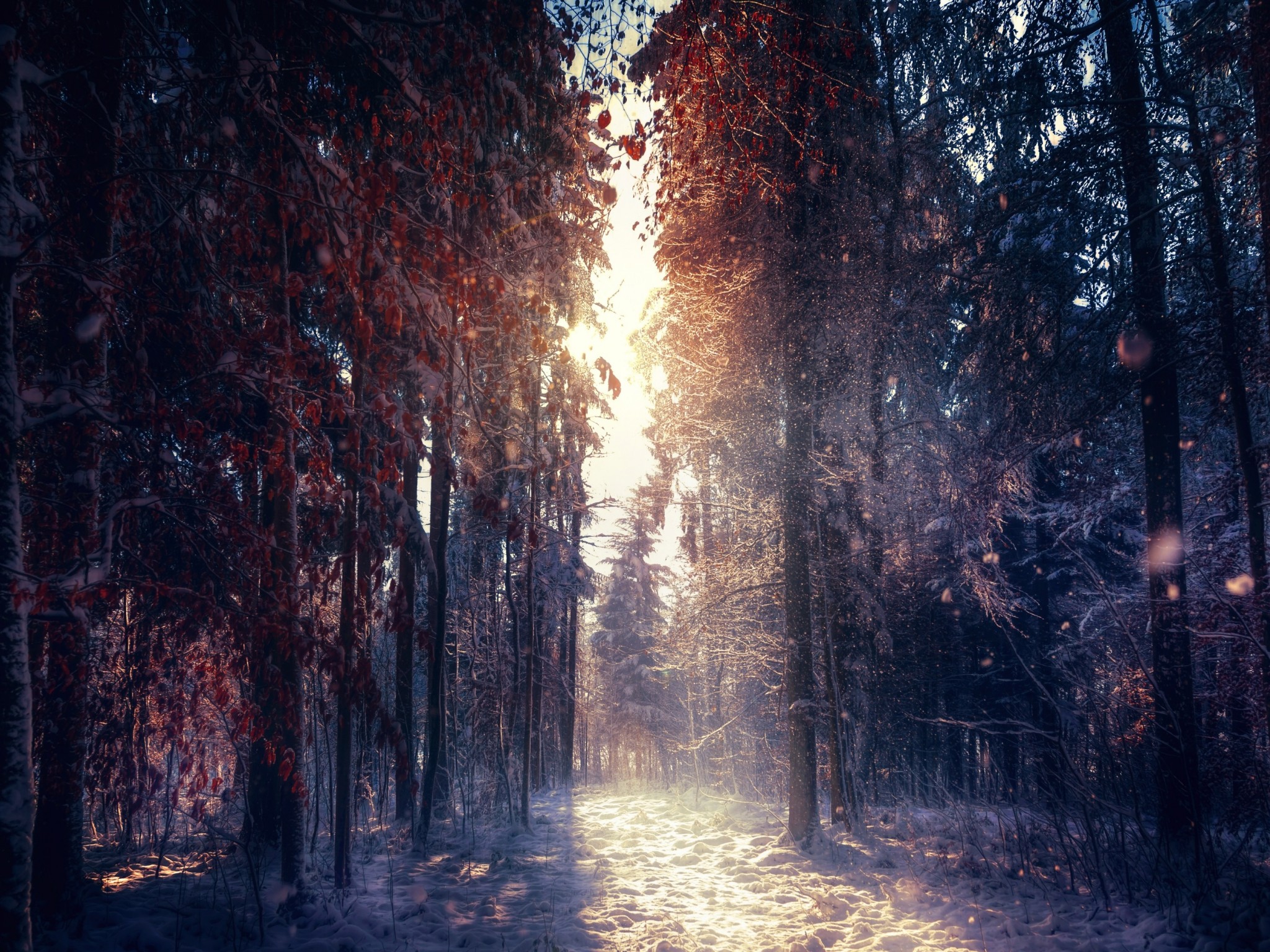 Forest in winter 4K Ultra HD wallpaper 4k WallpaperNet 2048x1536