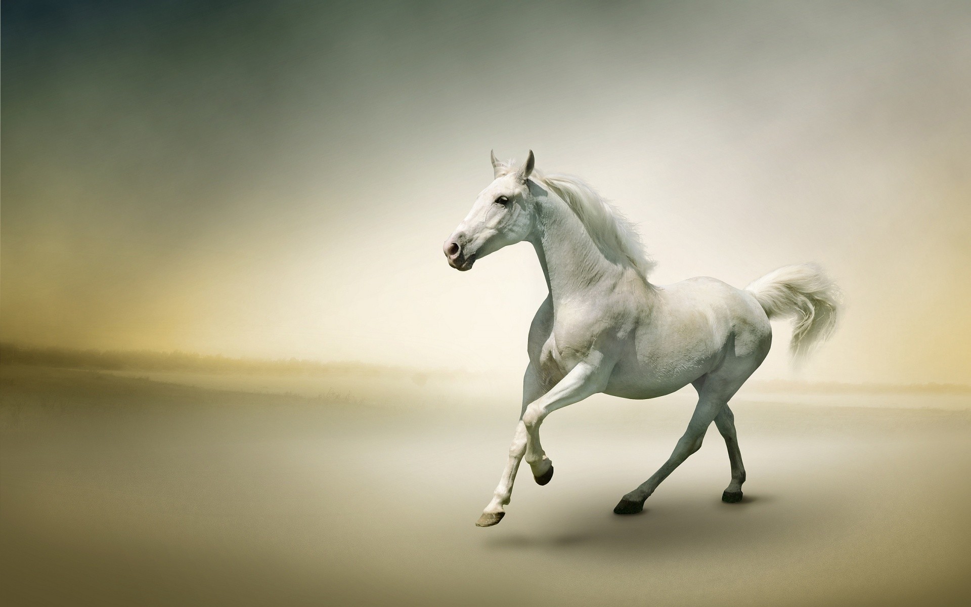 Running Horses Wallpaper