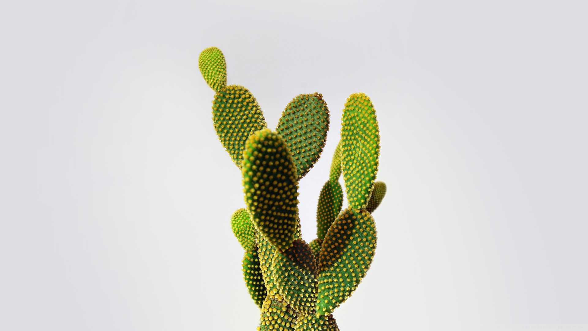 Interesting Shape Of Cactus Leaves