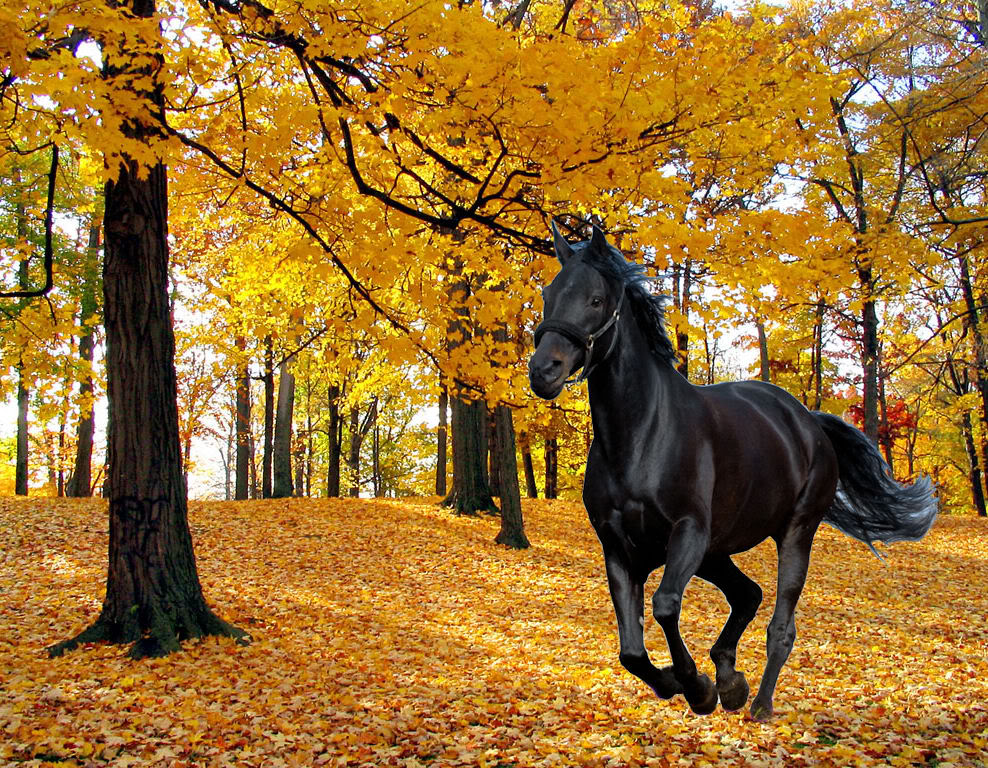 Horses In The Fall Leaves Image Pictures Becuo