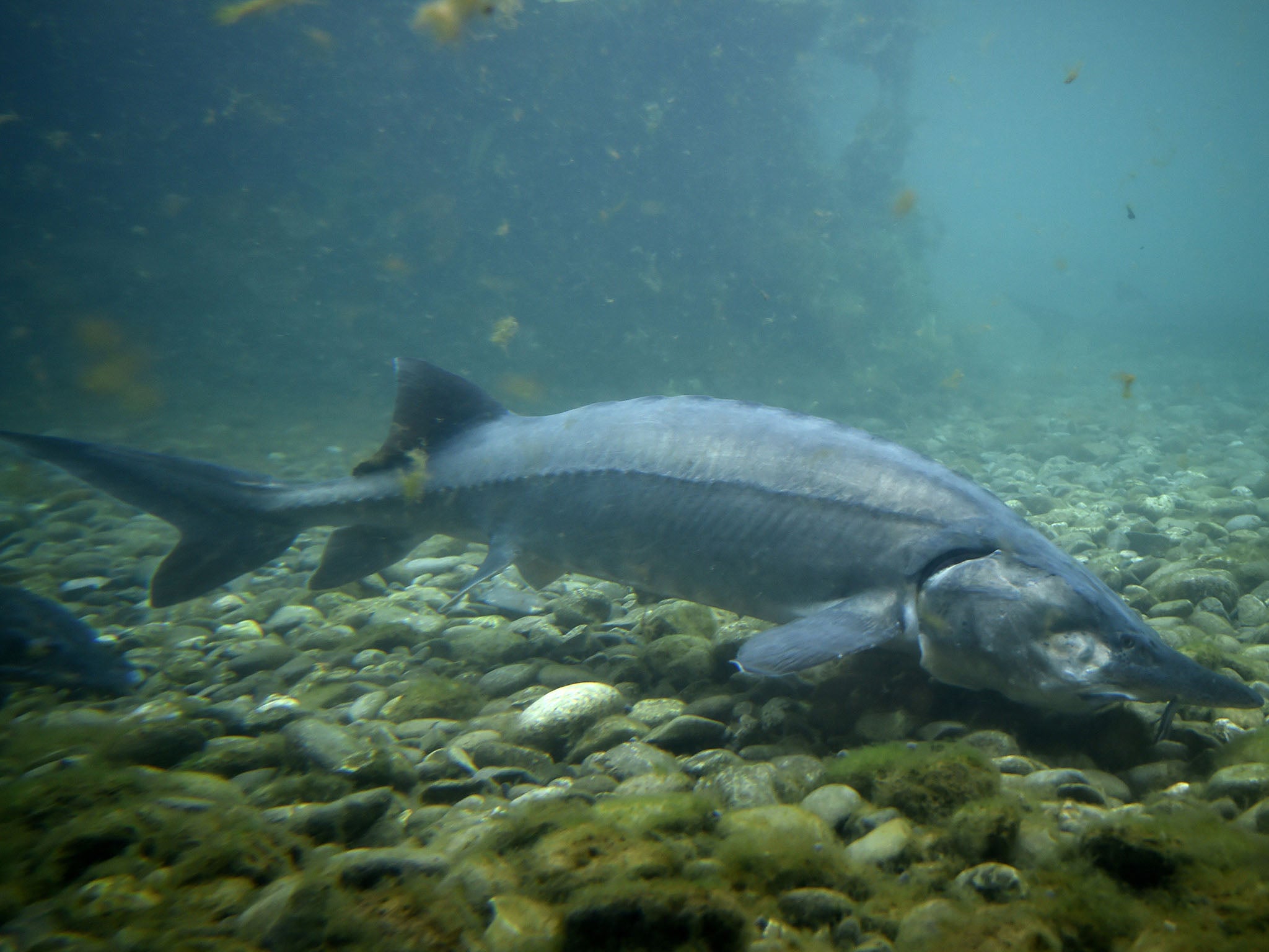 Five Year Old Girl Killed After Sturgeon Leaps Into Her Family