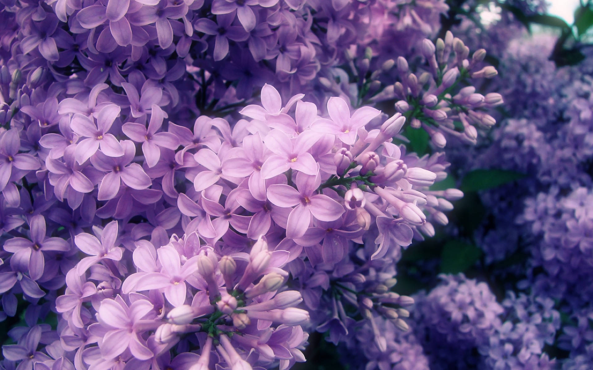 Purple Flower Desktop Wallpaper