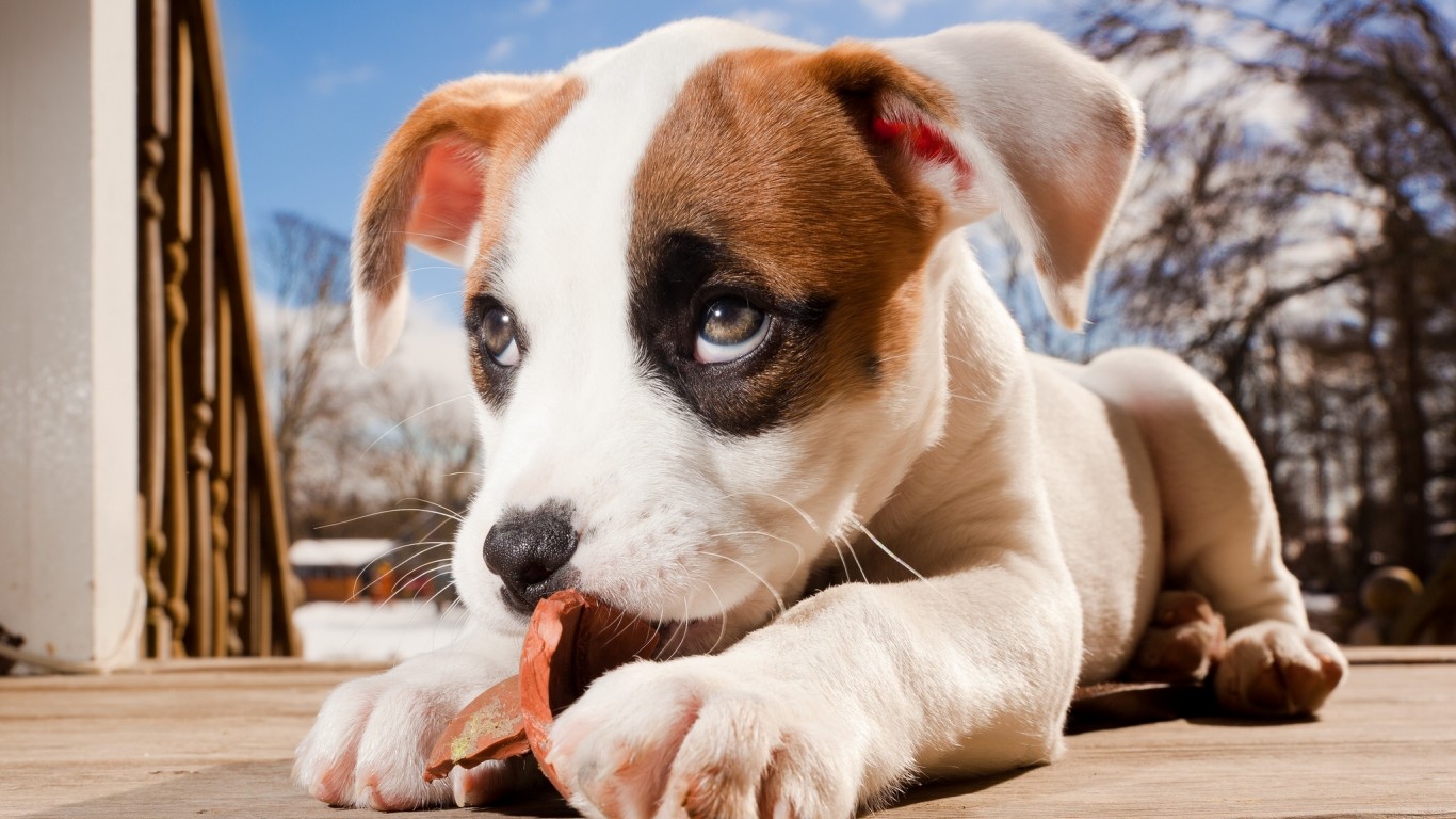 Boxer Puppy Desktop Background Puppies Pics