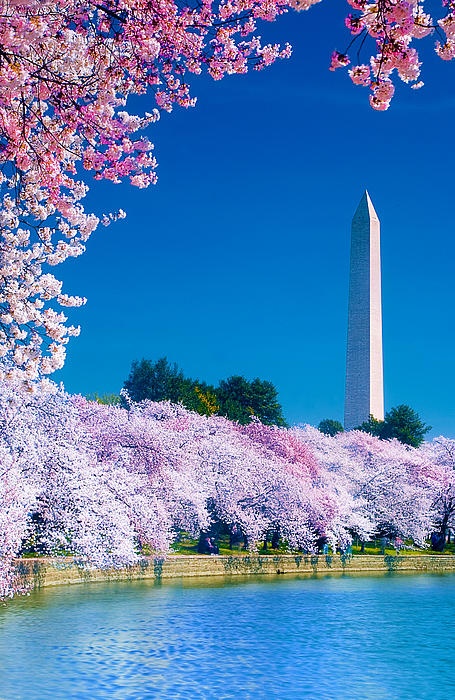 Cherry Blossom Washington DC Cool Places 455x700