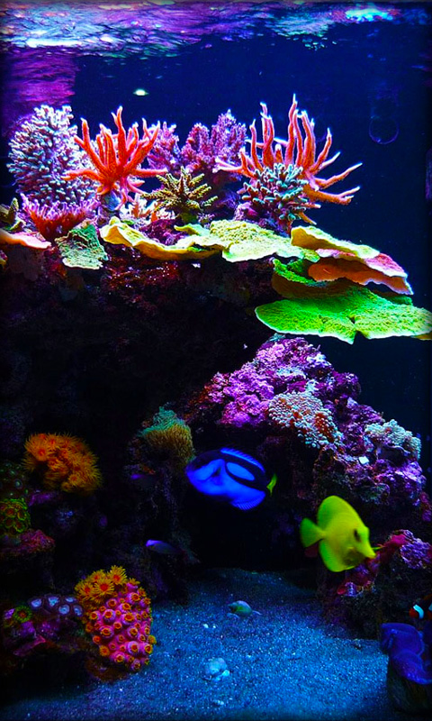 Download Aquarium Live Wallpaper for your Android phone 480x800