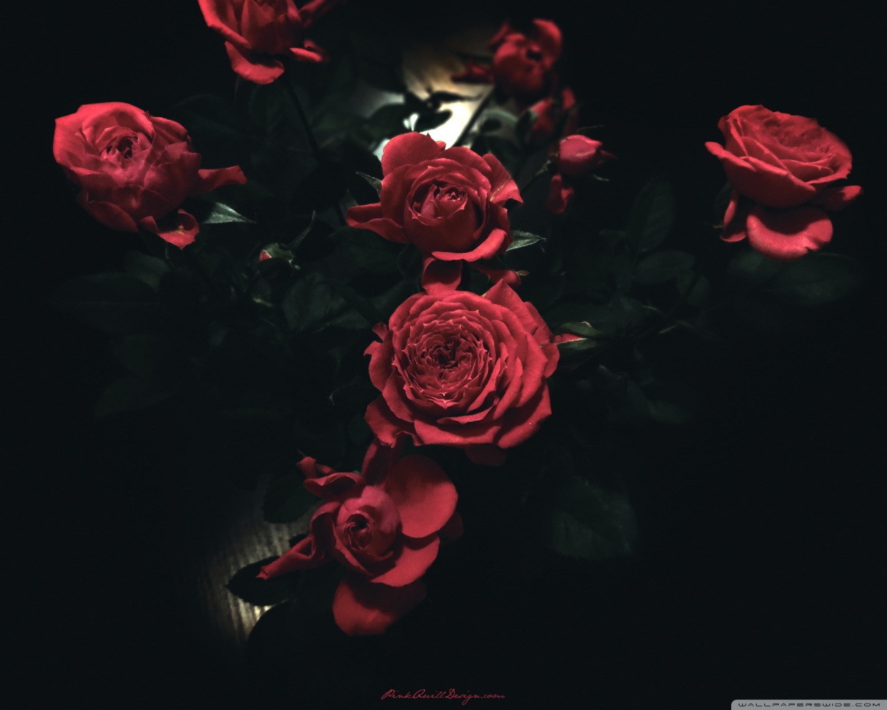 Dark Roses 4k HD Desktop Wallpaper For Ultra Tv Wide