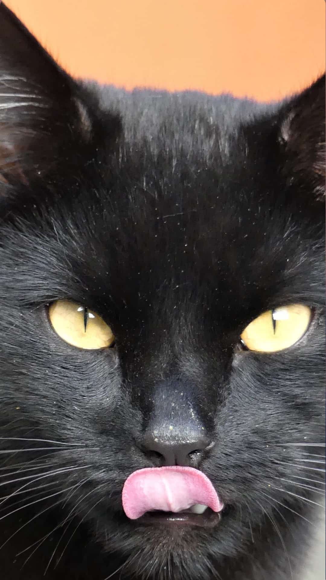 Black Cat Wallpaper For iPhone I Photograph Shelter Cats