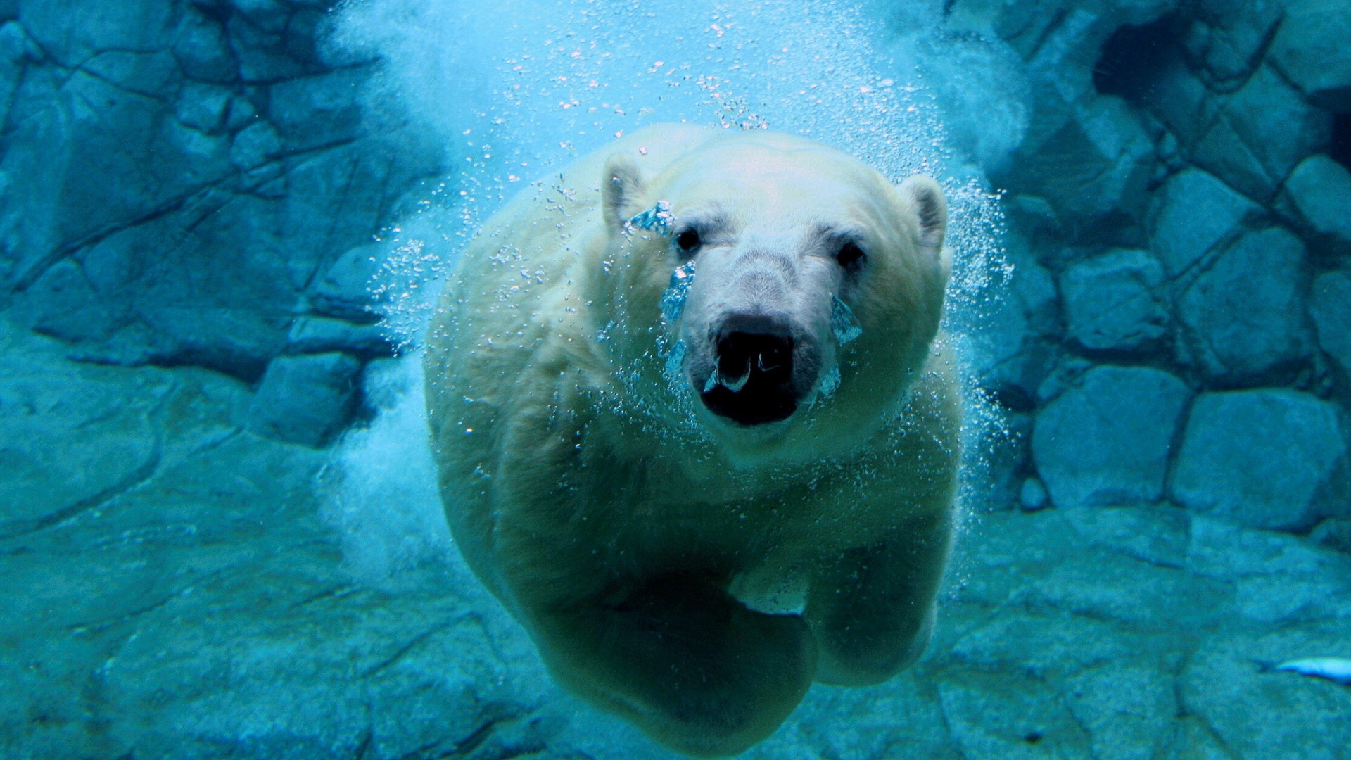 Swimming Polar Bear Under Water Photo Full HD Wallpaper