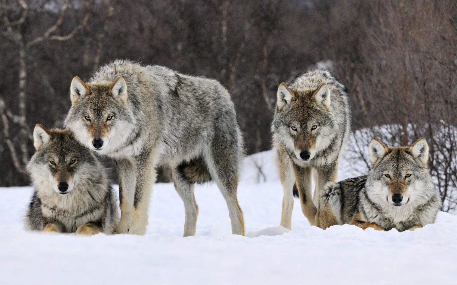 Browniecheesecake Wolves Vicious Predators Or Normal Animals