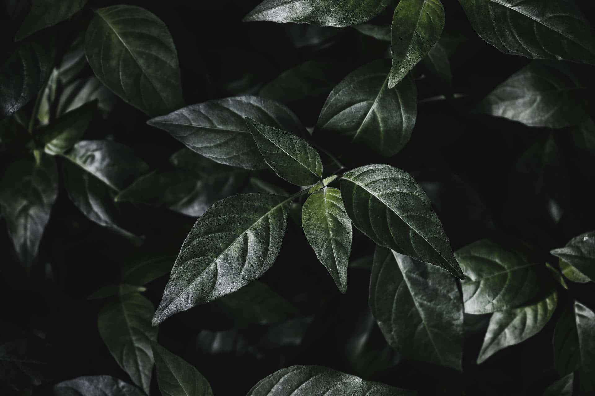 Aesthetic Leaf Background Wallpaper