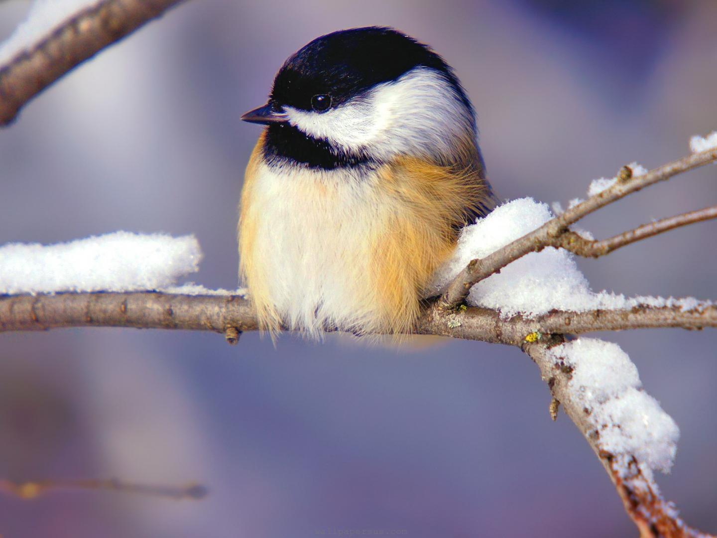 Winter Birds Animals Animal Desktop Wallpaper