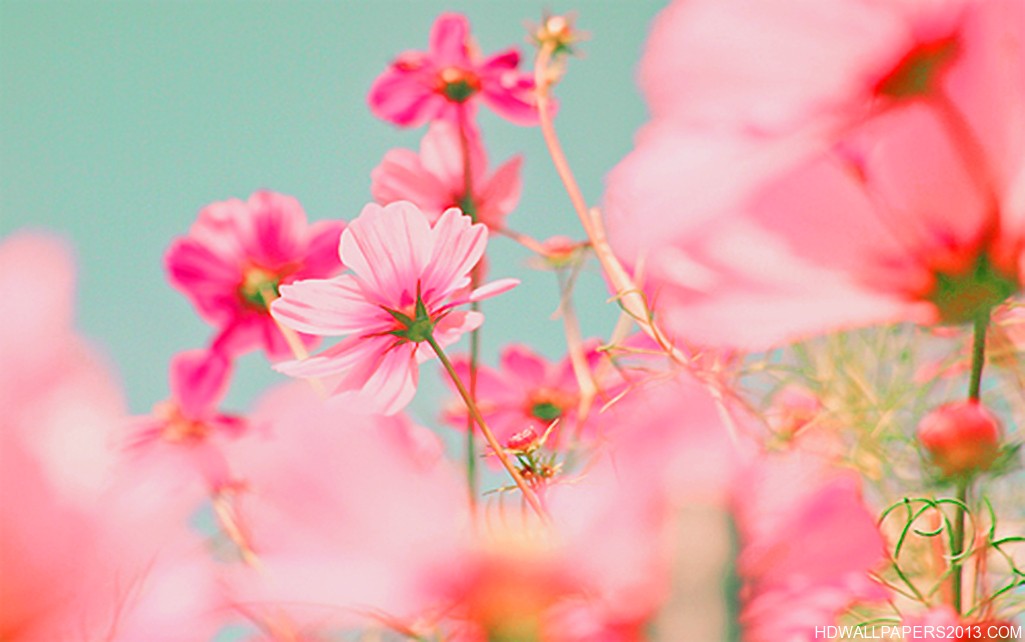 🔥 [44+] Wallpaper Pink and Blue Flowers | WallpaperSafari
