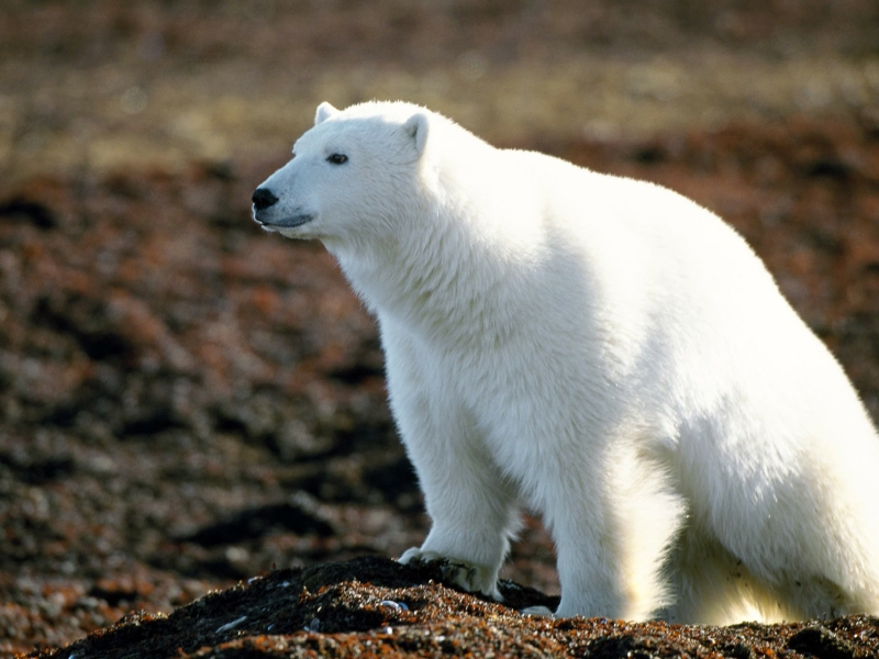 Wildlife Bears Polar Wallpaper