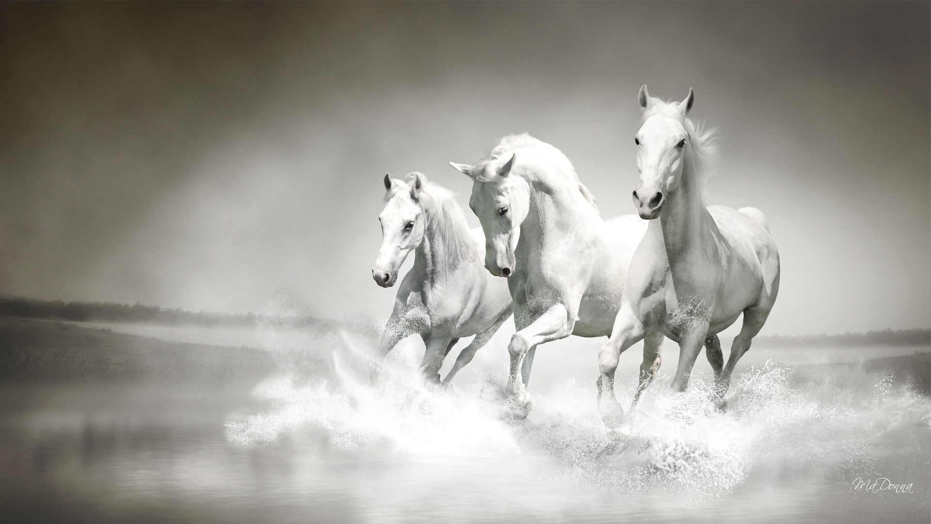 White Horse Wallpaper