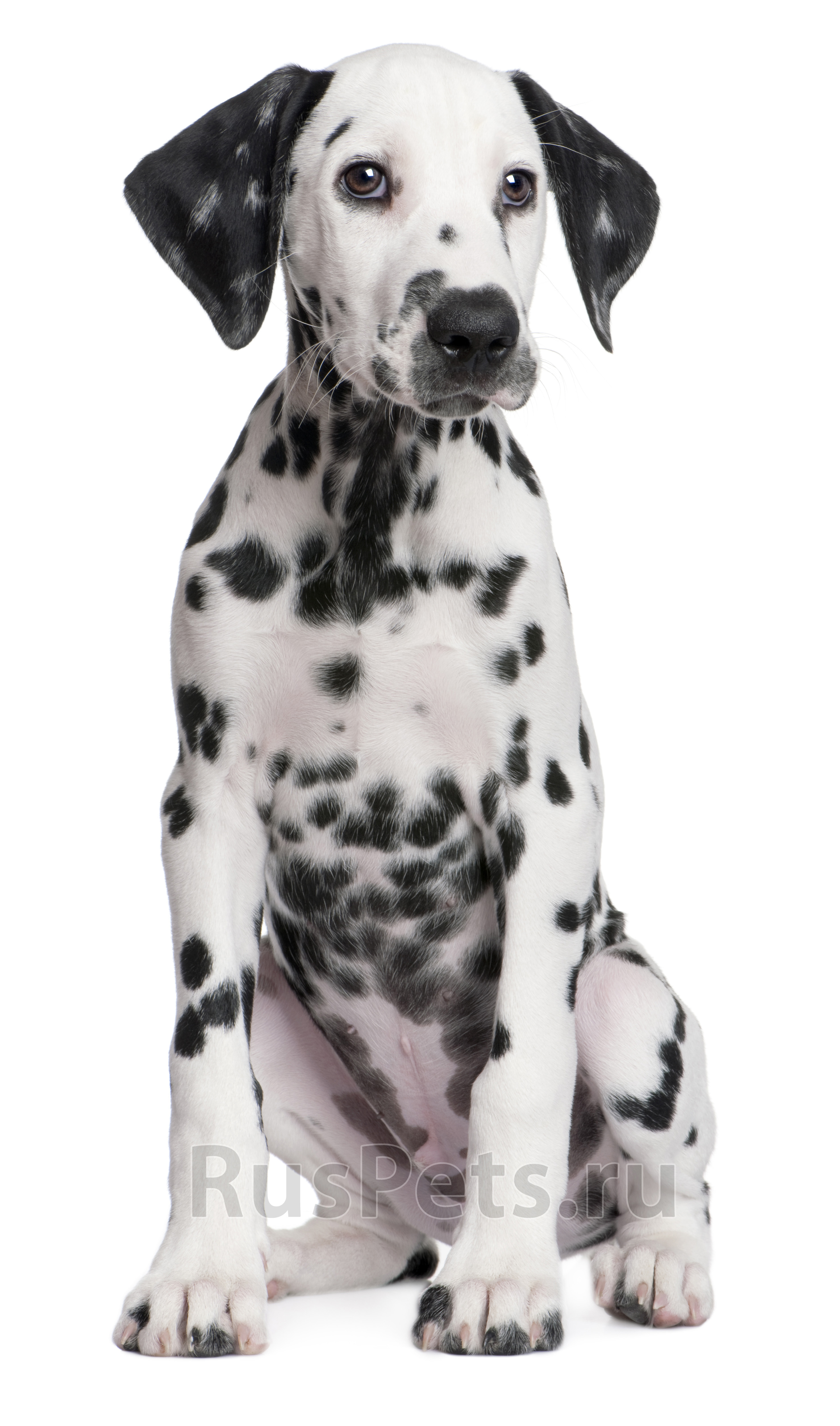 Dalmatian Sitting On The Floor Wallpaper And Image