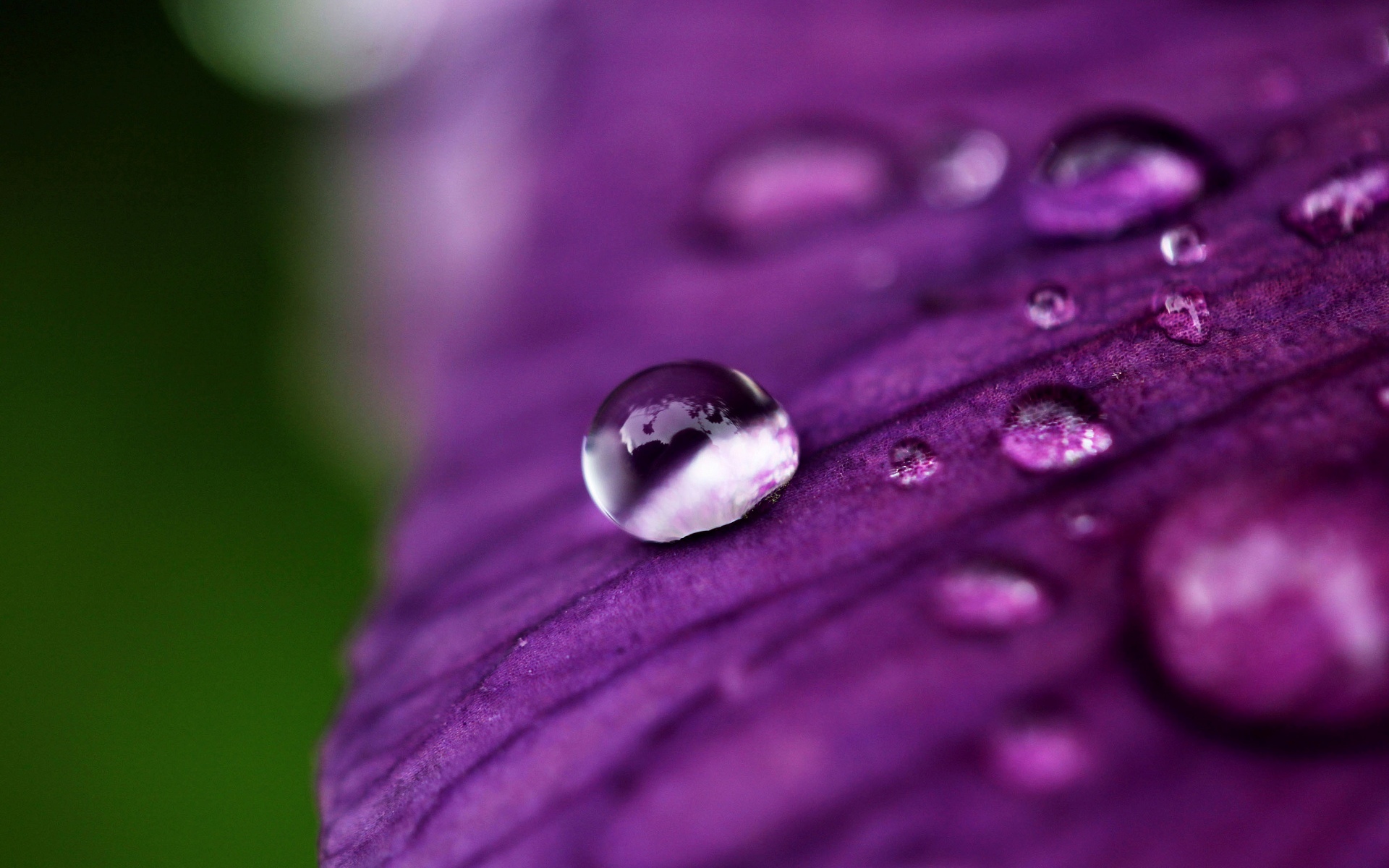 Wallpaper close up flowers flower petal dew water drop purple