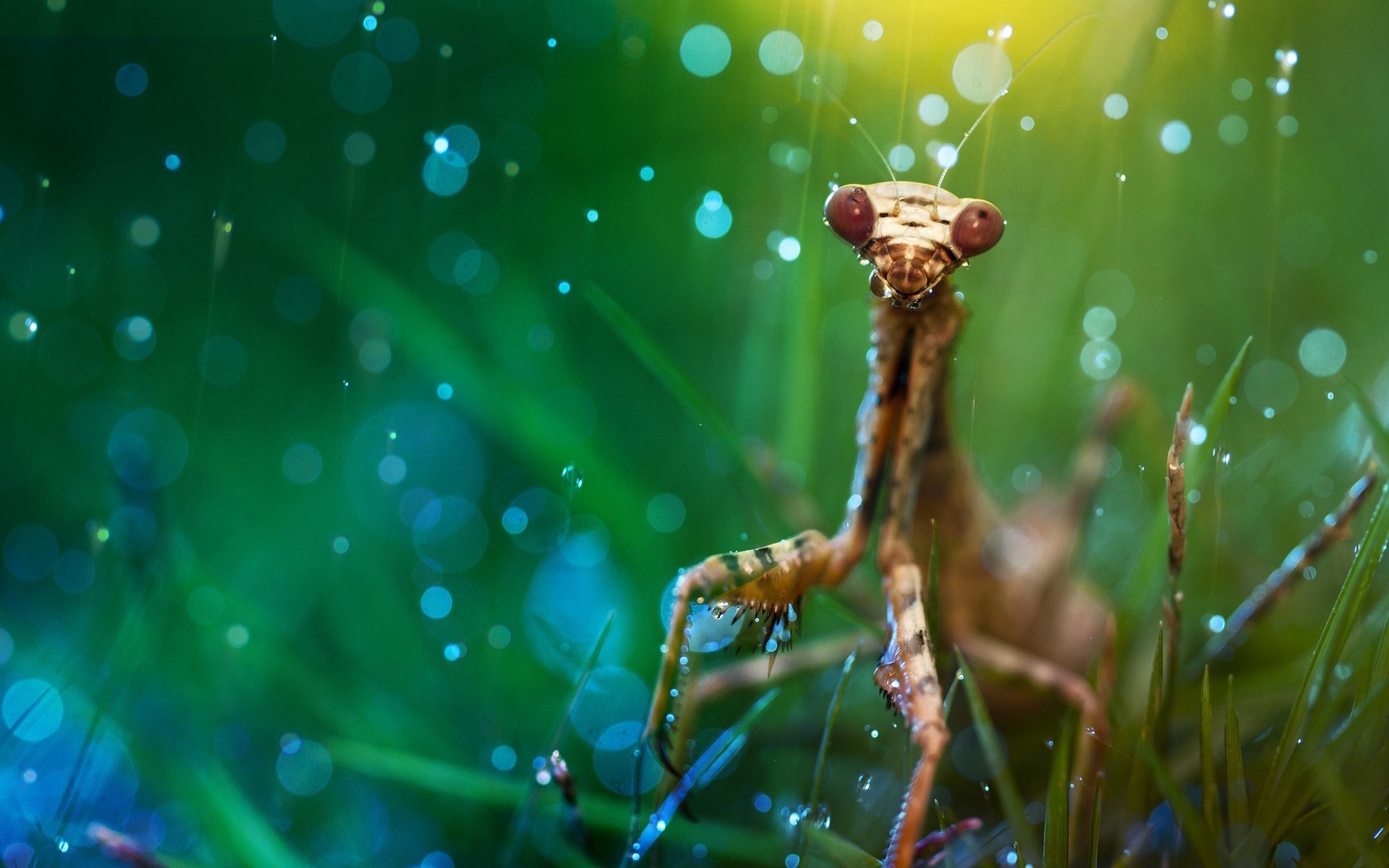 Insects Wallpaper