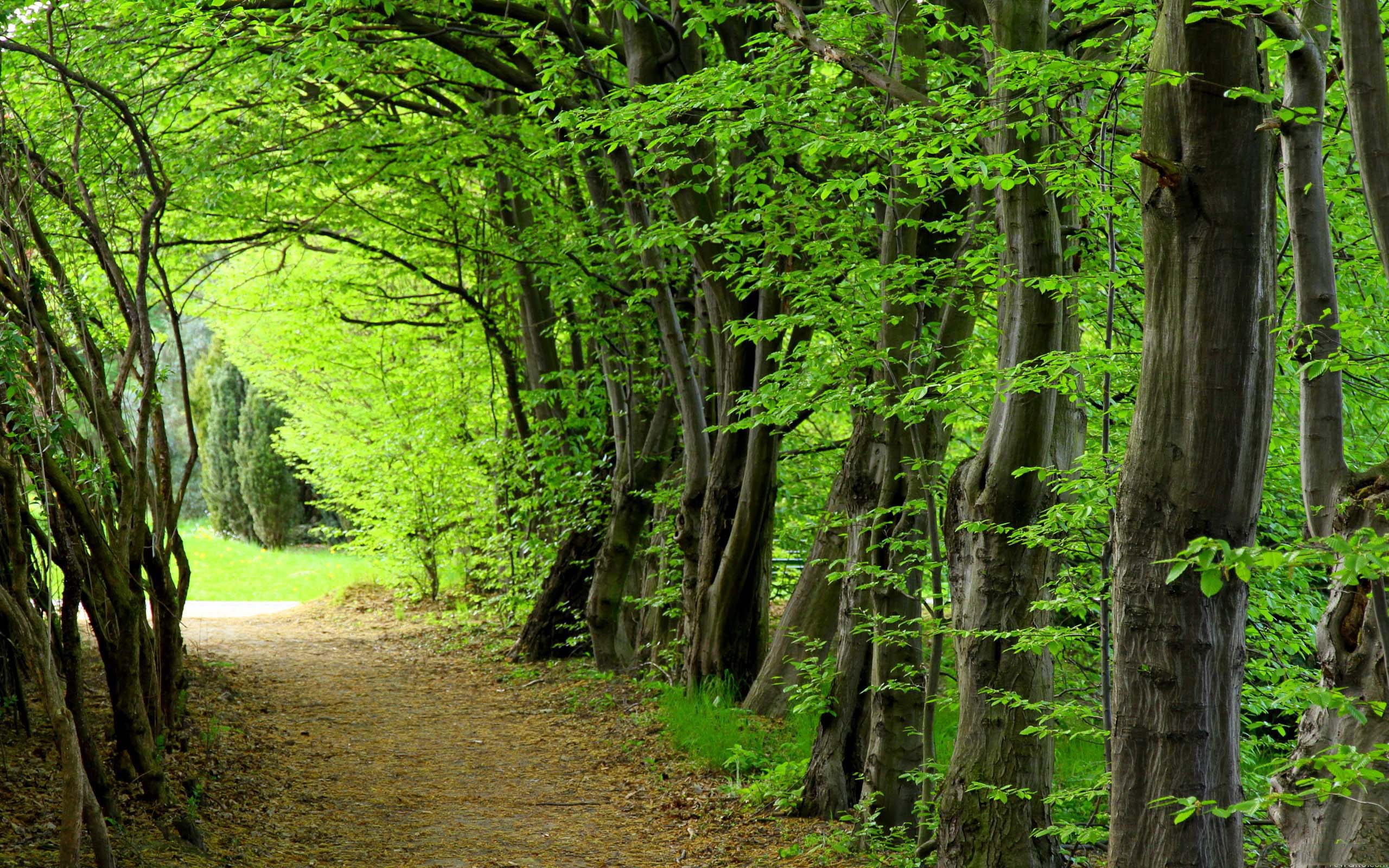 Wallpaper Forest Trees Nature Desktop HD