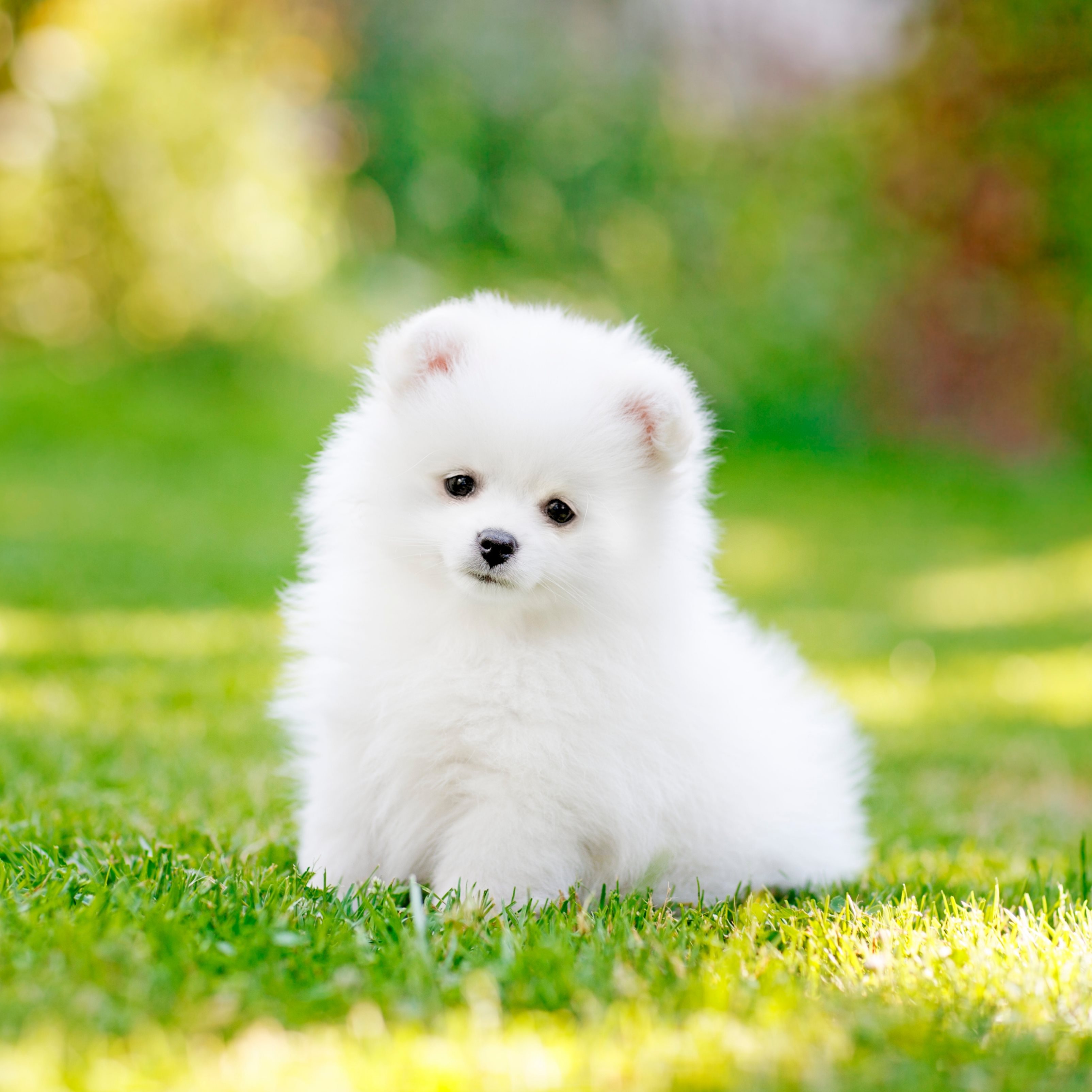 Cute Puppy Wallpaper