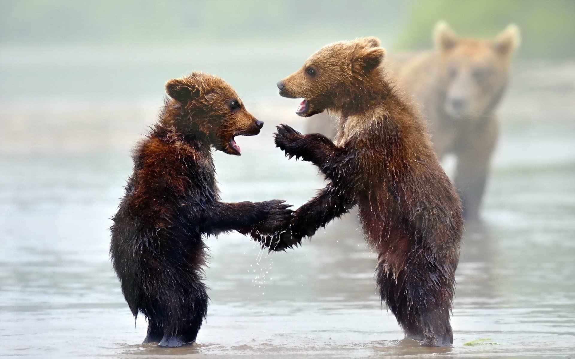 Two adorable brown bear cubs play-fighting in shallow water, with a larger bear in the background