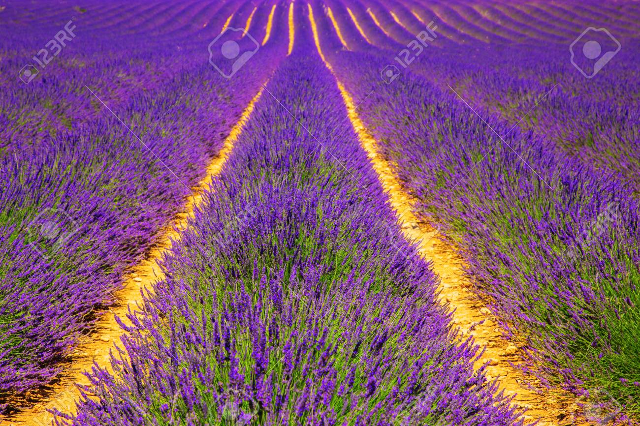 Blooming Lavender Field France Provence Floral Background Stock