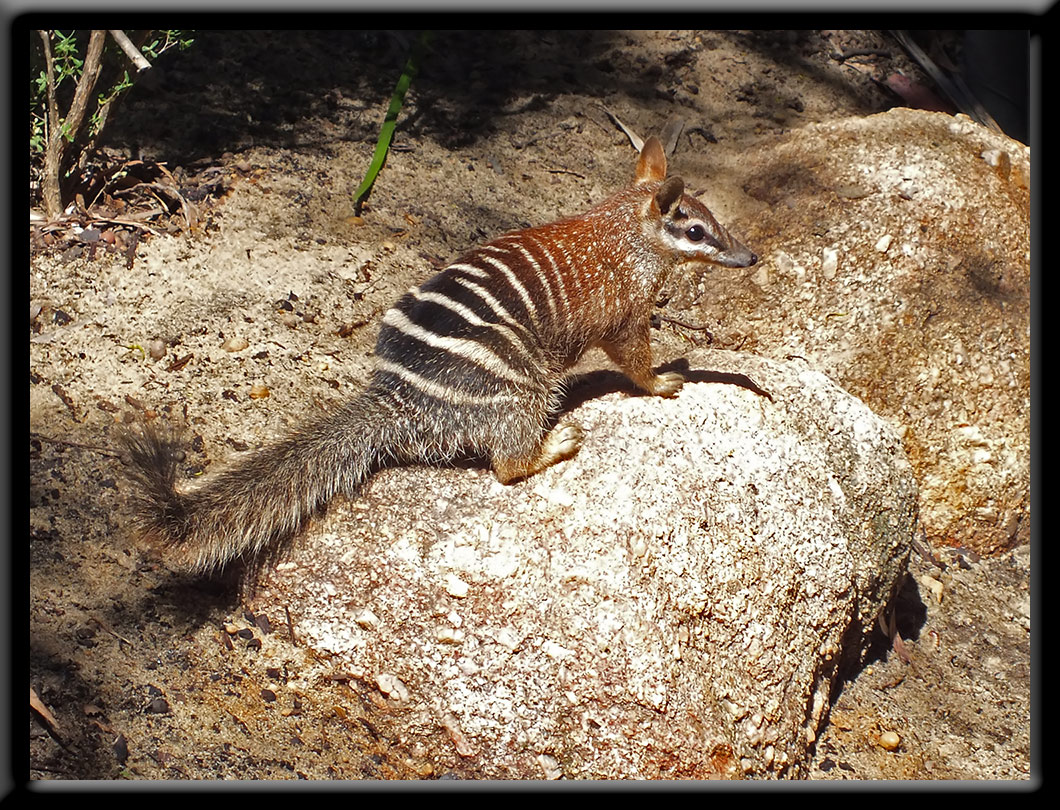 A numbat with distinctive stripes perched on a rock in its natural habitat
