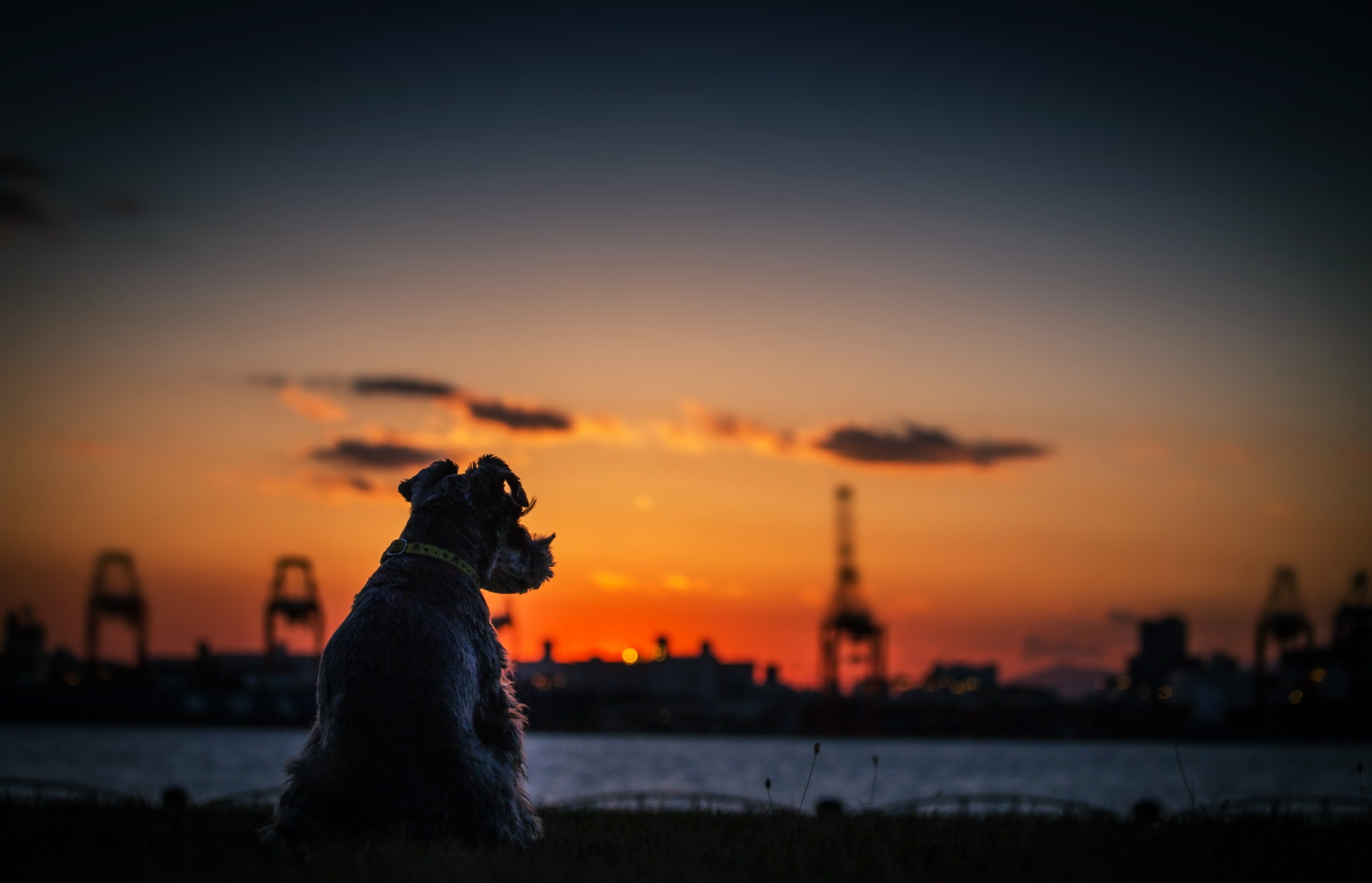 Dog Sunset Silhouette 4k Wallpaper HD Animals Image Photos