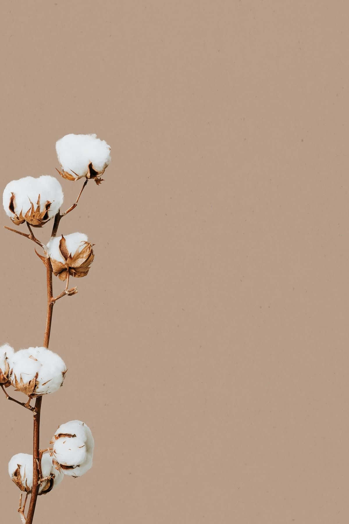Minimalist Flower Aesthetic Wallpaper